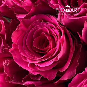 Rosa Full Monty - Image 2