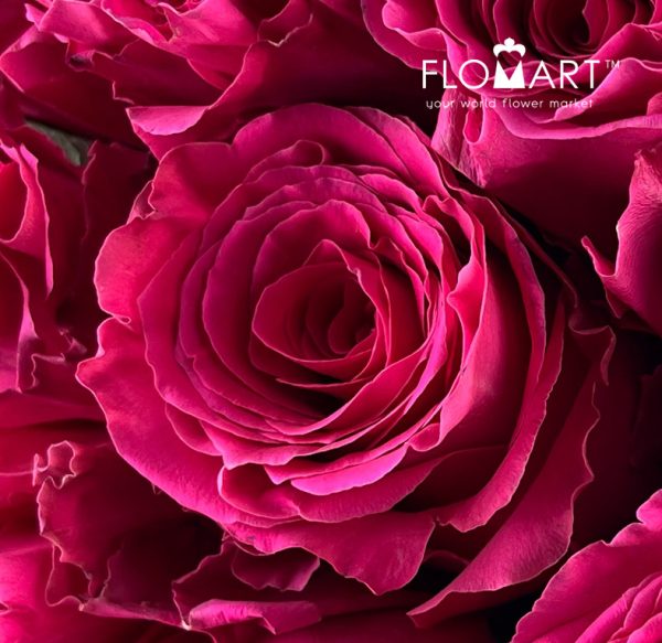 Rosa Full Monty