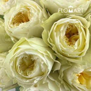 Rosa Garden Antonia - Image 2