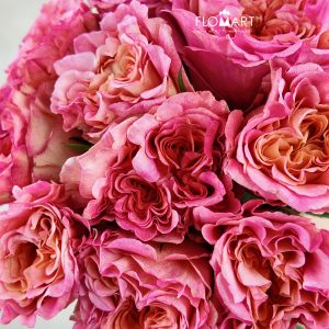Rosa Garden Ashley Spirit
