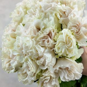 Rosa Garden Cotton XPression