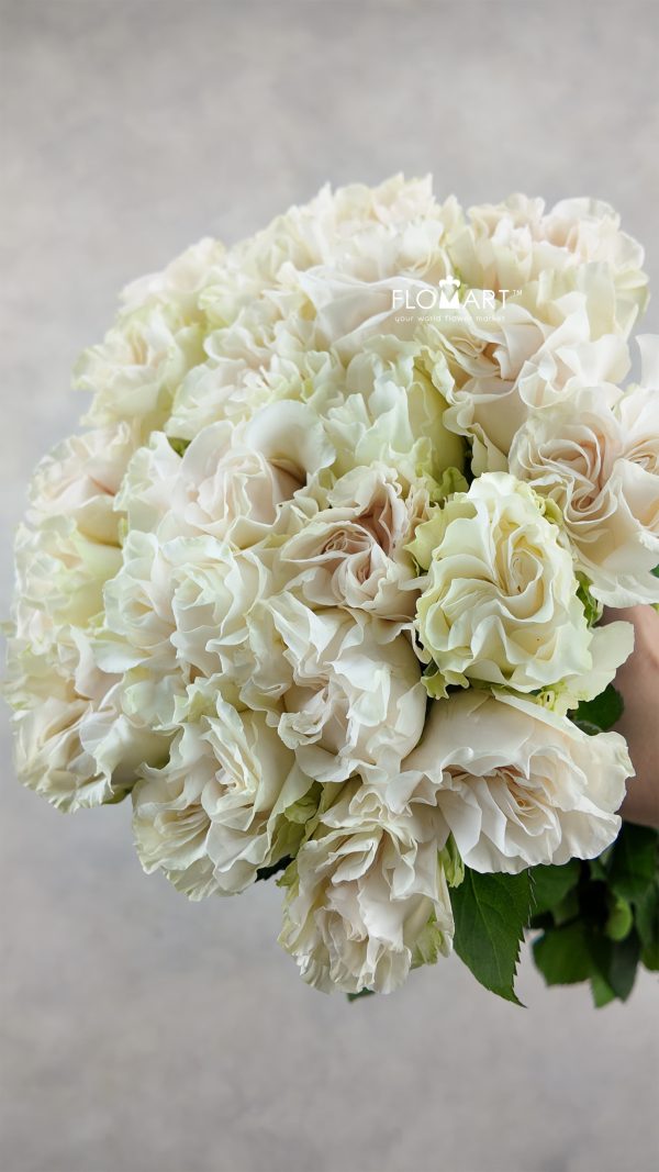 Rosa Garden Cotton XPression