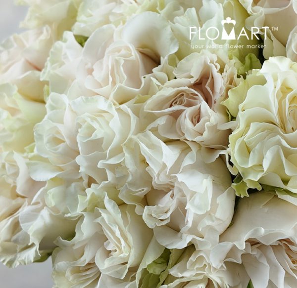 Rosa Garden Cotton XPression