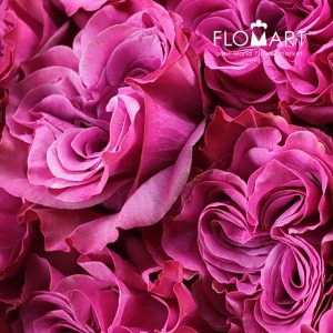 Rosa Garden Country Blues - Image 2