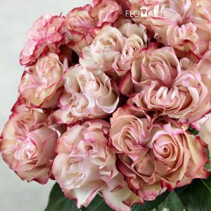 Rosa Garden Country Candy