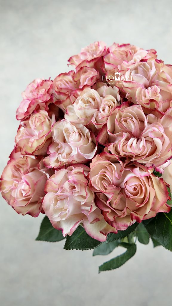 Rosa Garden Country Candy