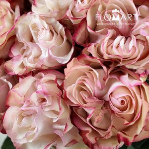 Rosa Garden Country Candy - Image 2
