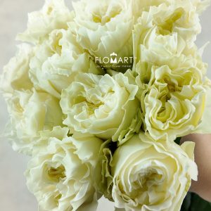 Rosa Garden Cream Kiss