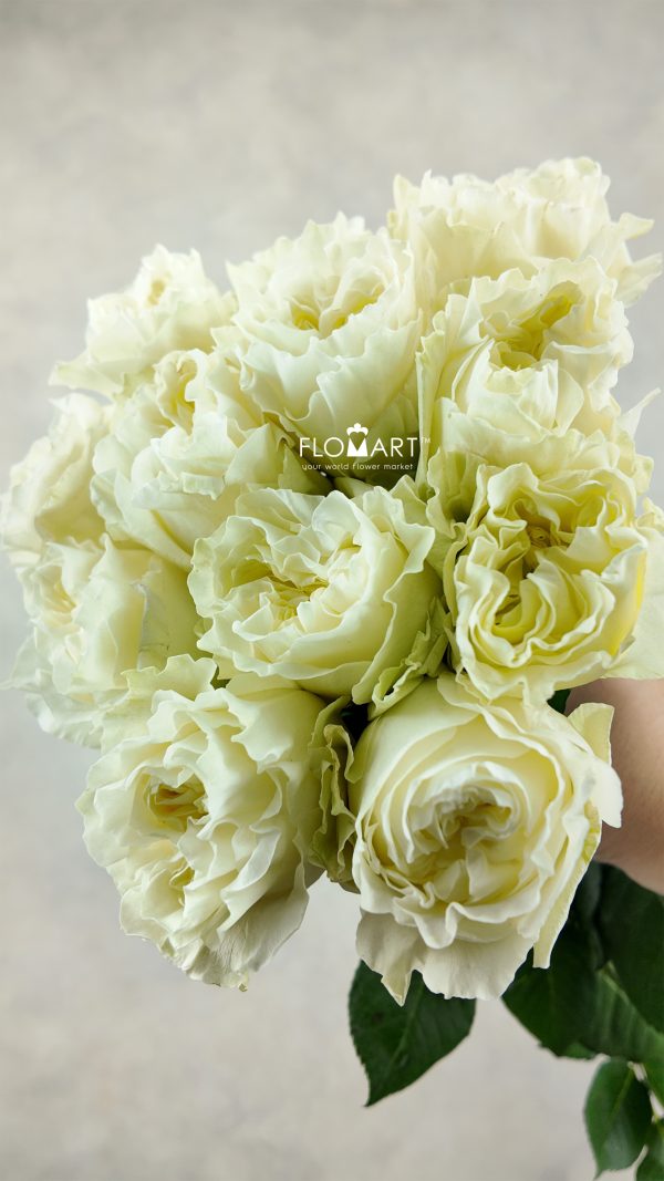 Rosa Garden Cream Kiss