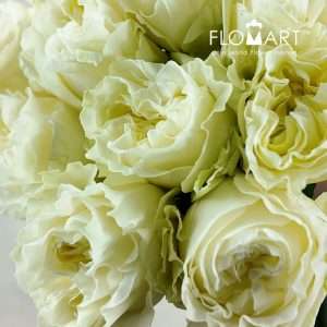 Rosa Garden Cream Kiss - Image 2
