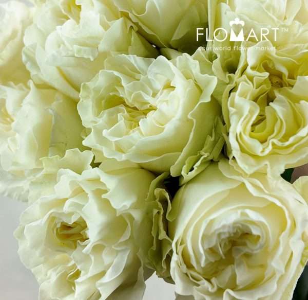 Rosa Garden Cream Kiss