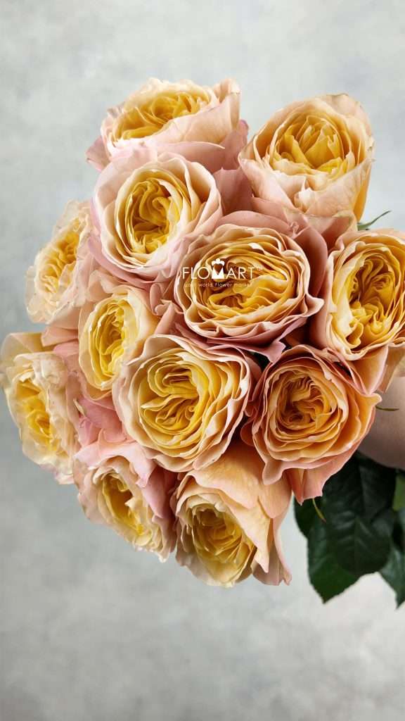 Rosa Garden Kings Cross