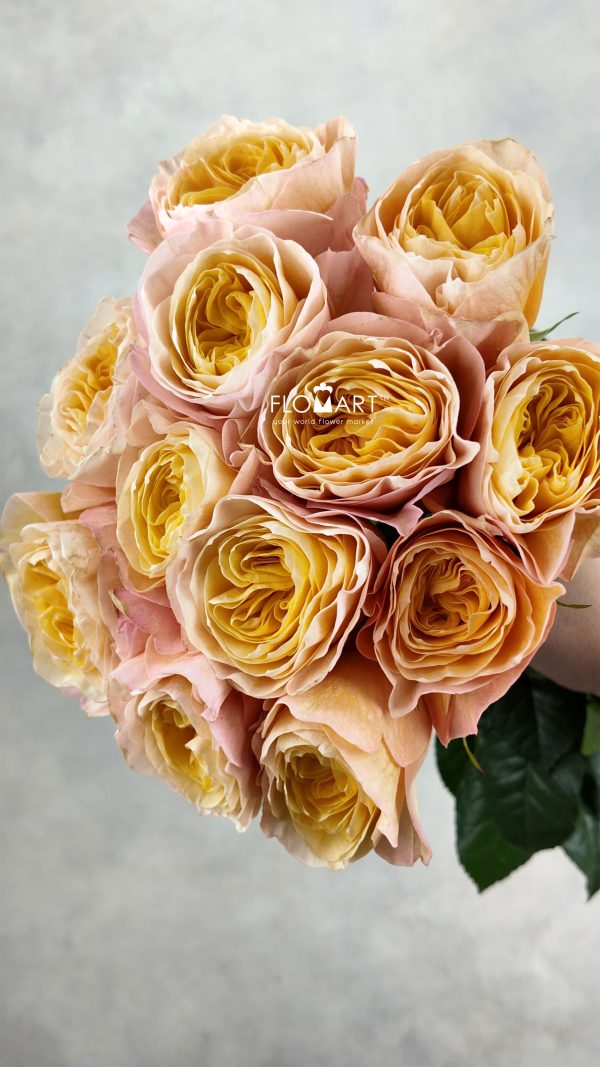 Rosa Garden Kings Cross