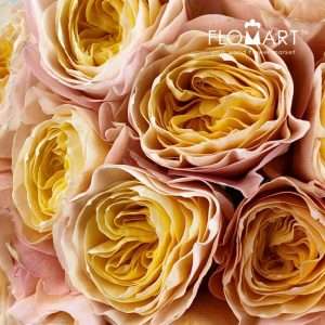Rosa Garden Kings Cross - Image 2