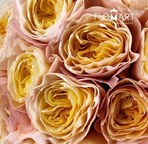 Rosa Garden Kings Cross