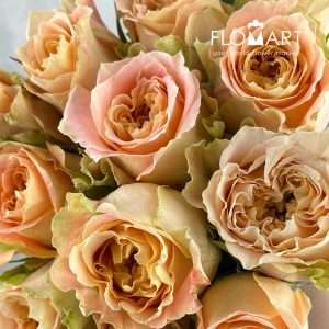 Rosa Garden Louise - Image 2