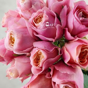 Rosa Garden Love Me More