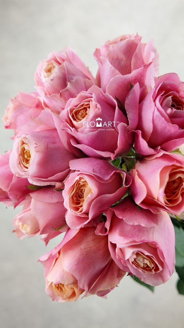 Rosa Garden Love Me More