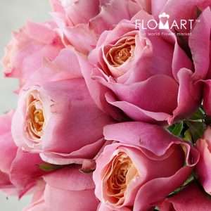 Rosa Garden Love Me More - Image 2