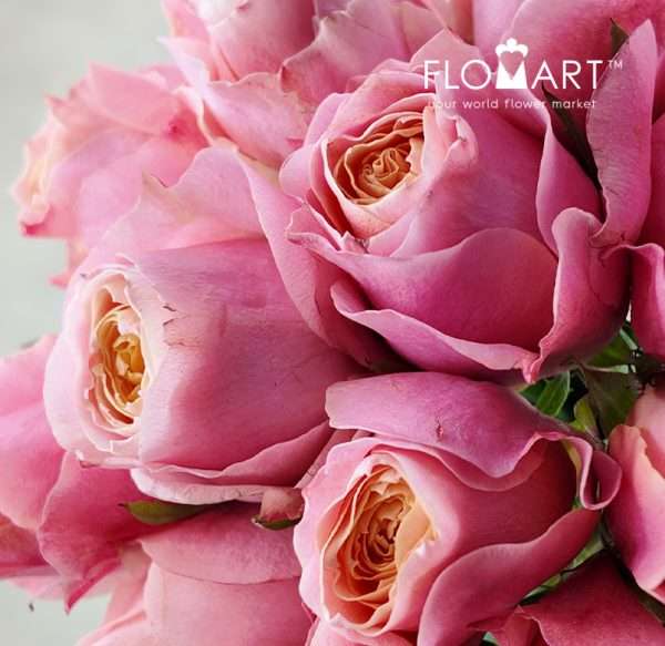 Rosa Garden Love Me More