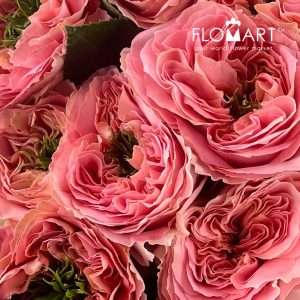 Rosa Garden Mandarin - Image 2