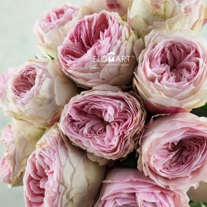 Rosa Garden Mansfield Park