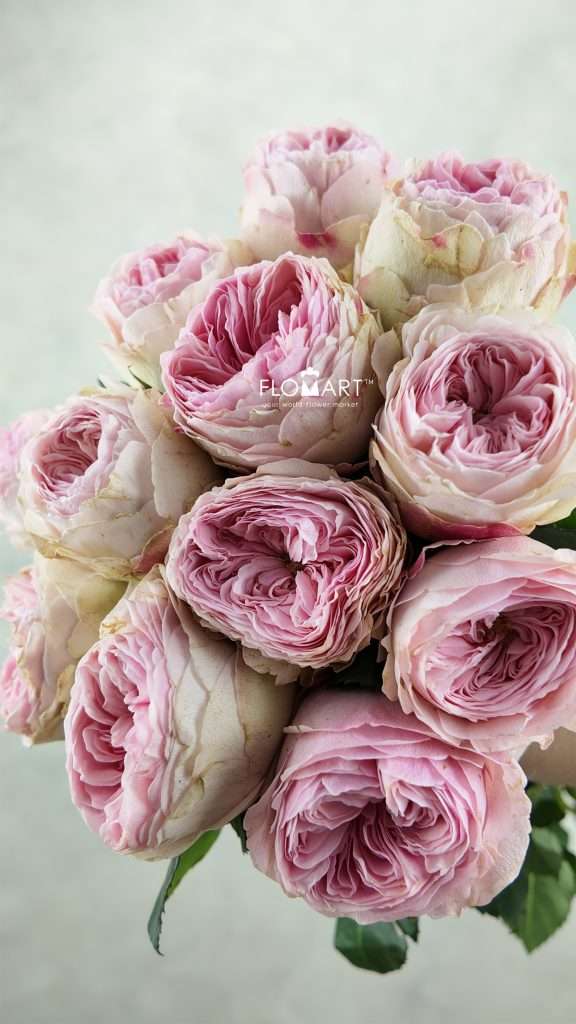 Rosa Garden Mansfield Park