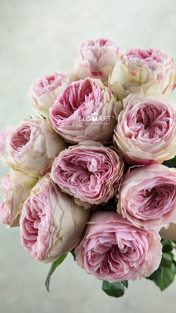 Rosa Garden Mansfield Park