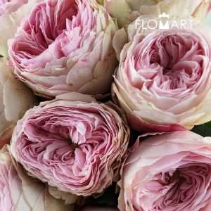 Rosa Garden Mansfield Park - Image 2