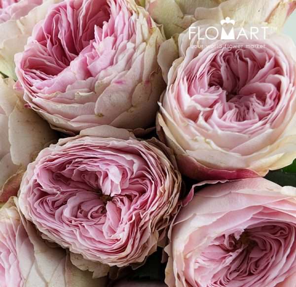 Rosa Garden Mansfield Park
