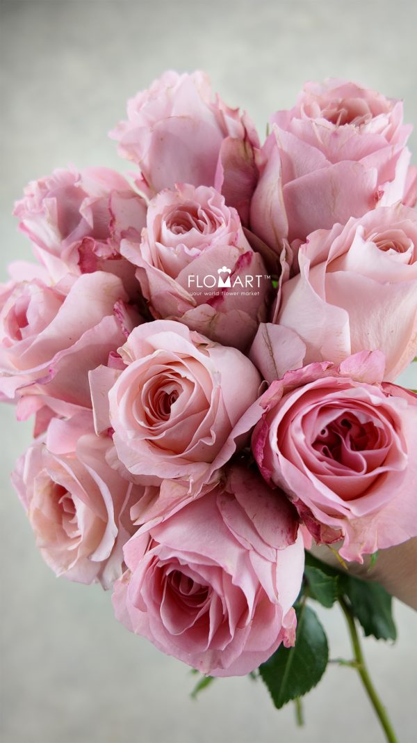 Rosa Garden Mayra Bridal Pink
