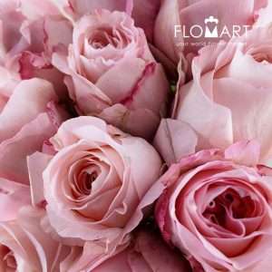 Rosa Garden Mayra Bridal Pink - Image 2