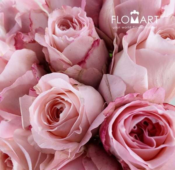 Rosa Garden Mayra Bridal Pink