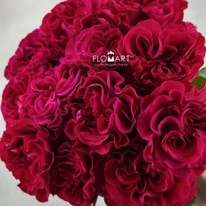 Rosa Garden Mayra Bright