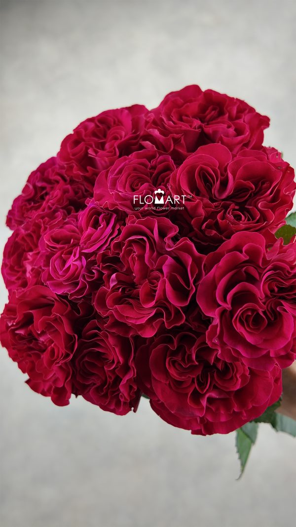 Rosa Garden Mayra Bright