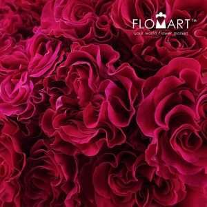 Rosa Garden Mayra Bright - Image 2