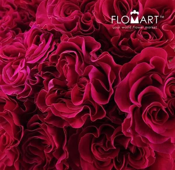 Rosa Garden Mayra Bright