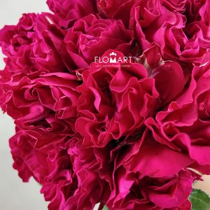 Rosa Garden Mayra Hot Pink