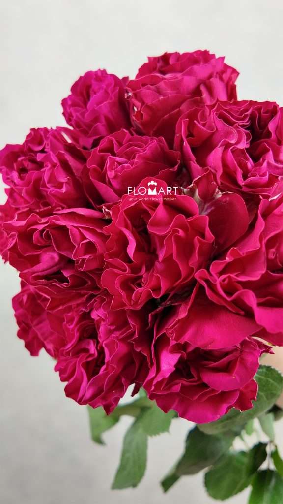 Rosa Garden Mayra Hot Pink