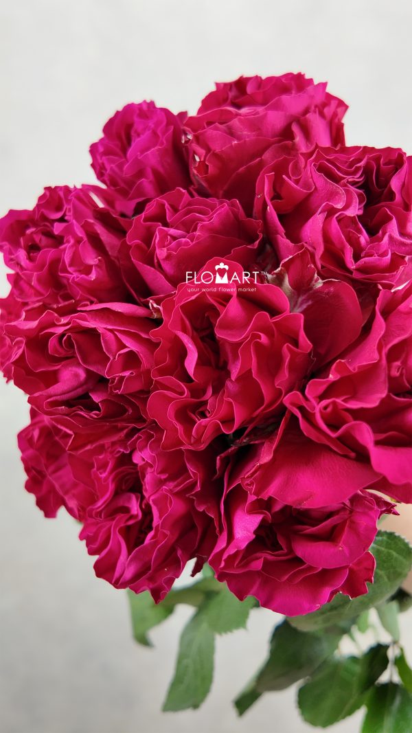 Rosa Garden Mayra Hot Pink