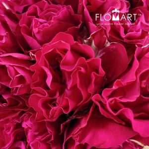 Rosa Garden Mayra Hot Pink - Image 2