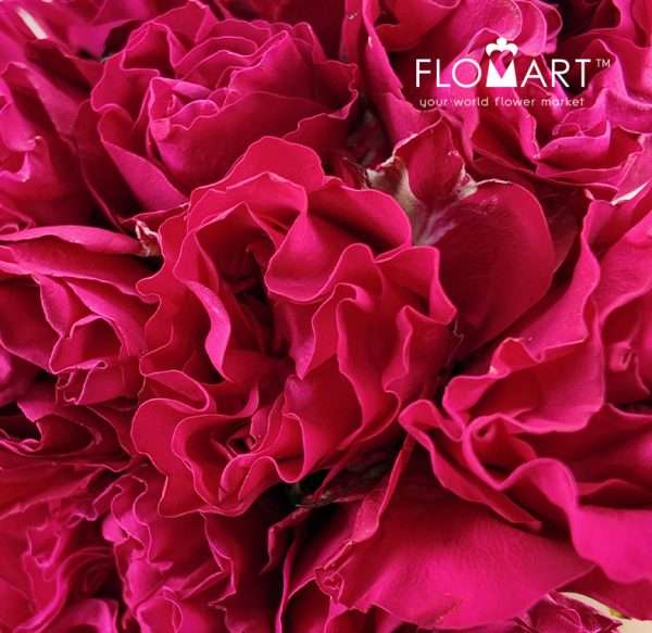 Rosa Garden Mayra Hot Pink