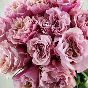 Rosa Garden Mayra Peach