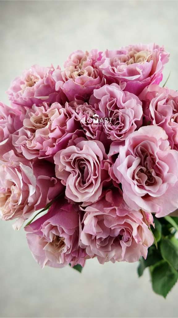 Rosa Garden Mayra Peach