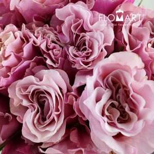 Rosa Garden Mayra Peach - Image 2