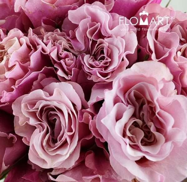 Rosa Garden Mayra Peach