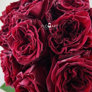 Rosa Garden Mayra Red