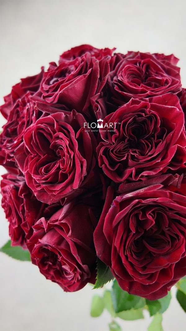 Rosa Garden Mayra Red