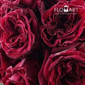 Rosa Garden Mayra Red - Image 2
