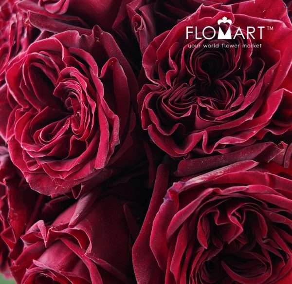 Rosa Garden Mayra Red
